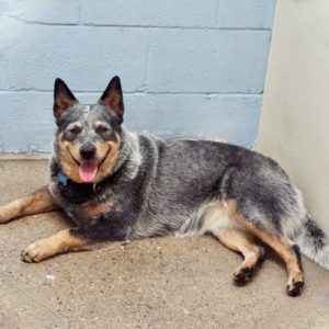 Picture of Cassie