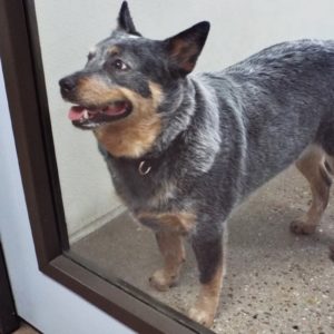 Picture of Cassie