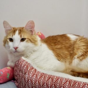 Picture of Cheeto
