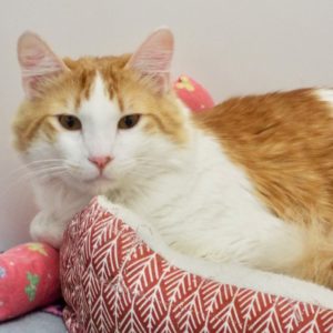 Picture of Cheeto