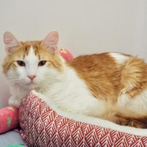 Picture of Cheeto
