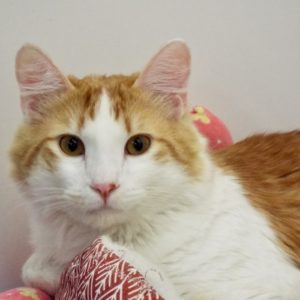 Picture of Cheeto