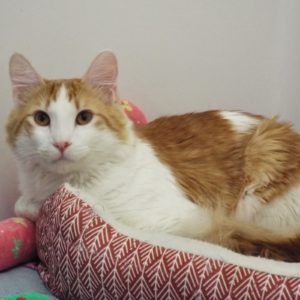 Picture of Cheeto