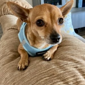 Picture of Cocoa