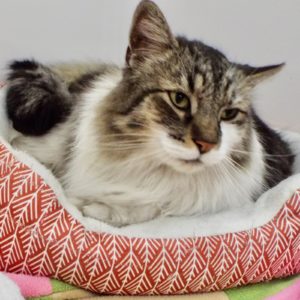 Picture of Gato