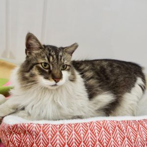 Picture of Gato