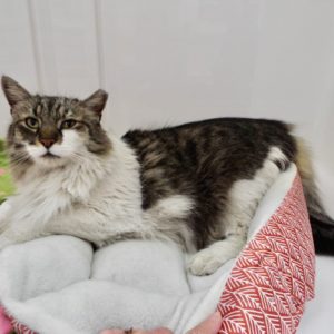 Picture of Gato