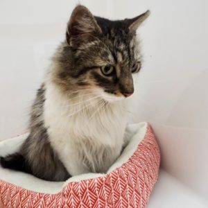 Picture of Gato