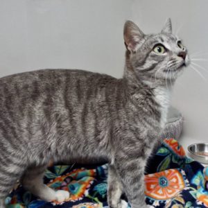 Picture of Gertrude
