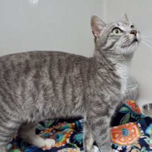 Picture of Gertrude