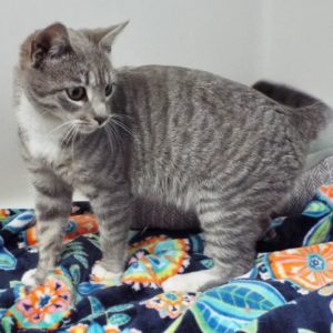 Picture of Gertrude