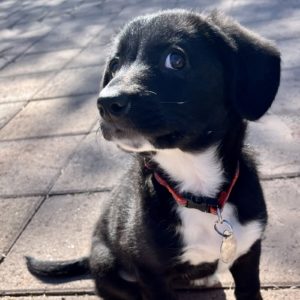 Picture of Hazel