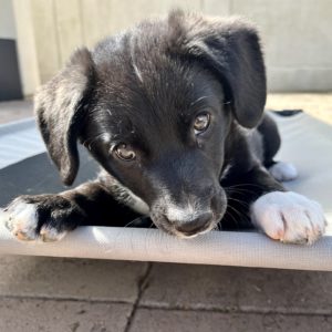 Picture of Hazel