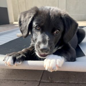 Picture of Hazel