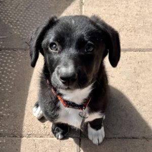 Picture of Hazel