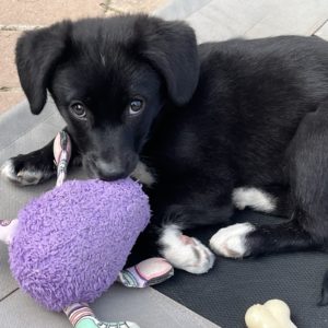 Picture of Hazel