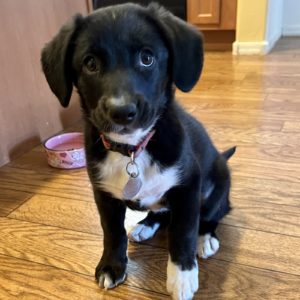 Picture of Hazel
