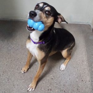 Picture of Holly