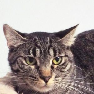 Picture of Ipana