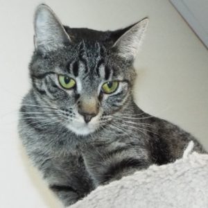 Picture of Ipana