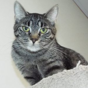 Picture of Ipana