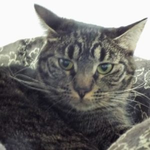 Picture of Ipana