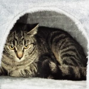 Picture of Ipana