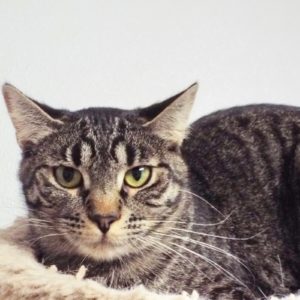 Picture of Ipana