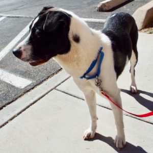 Picture of Jessie