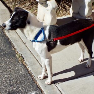 Picture of Jessie