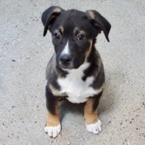Picture of Mardi