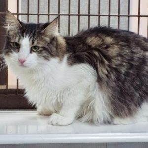 Picture of Newman