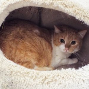 Picture of Pebbles