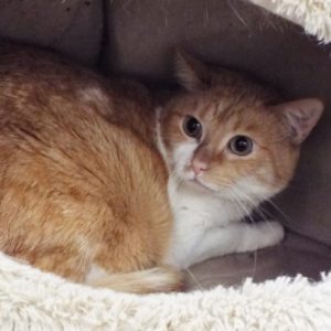 Picture of Pebbles