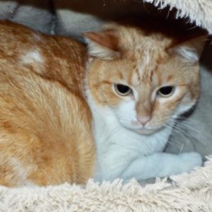 Picture of Pebbles