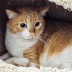 Picture of Pebbles
