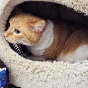 Picture of Pebbles
