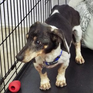 Picture of Roscoe
