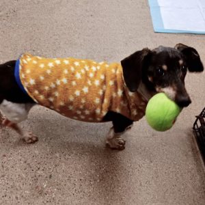 Picture of Roscoe