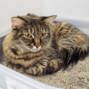 Picture of Sushi