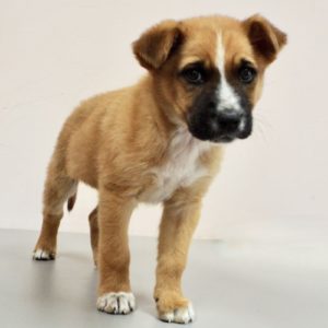 Picture of Bam Bam