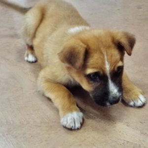 Picture of Bam Bam