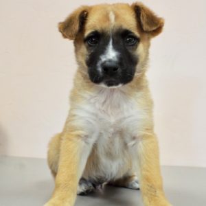 Picture of Barney