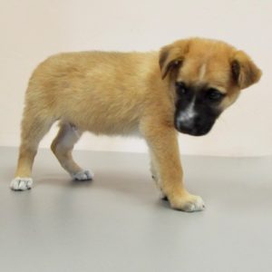 Picture of Barney