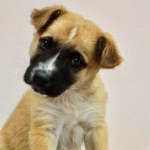 Picture of Barney