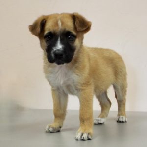 Picture of Barney