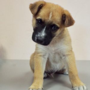 Picture of Barney
