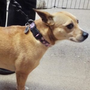 Picture of Bella