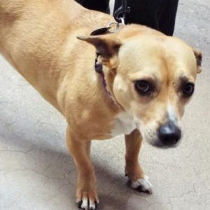 Picture of Bella