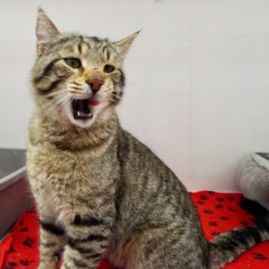 Picture of Bobcat